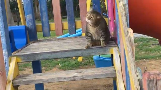 2 полосатые 