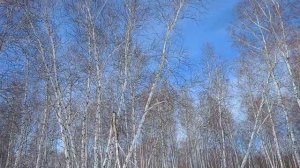 Мартовская зарисовка