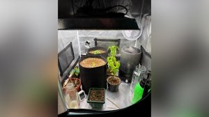 Эффект замещения