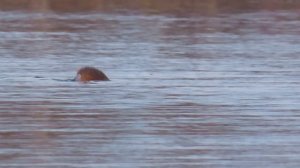 Кадры дня 16 марта 2026 / Ижора. Межстоличье.