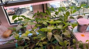 Мои действия подтвердил И И Томаты взошли на четвёртый день.