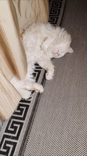 Страховые коты Бельского 765 серия) #YES #ПитерскиеБудни #СанктПетербург #жизньвпитере #врек #вреки