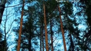 Песня про весну