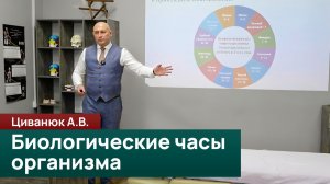 Биологические часы организма: меридианы, сон и пробуждение. Циванюк А.В.