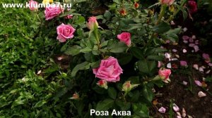 Розы, от которых все в восторге! Розы Аква, Дансинг Квин, Даймонд Джубили — обзор и мои впечатления