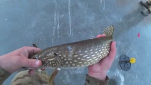 ЗИМНЯЯ РЫБАЛКА С НОЧЁВКОЙ В ПАЛАТКЕ. ЖЕРЛИЦЫ НА ЩУКУ. Рыбалка зимой, ловля щуки.