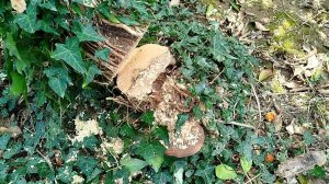 Сорняковый Мандарин)