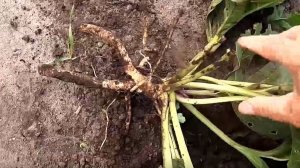 Первые всходы катрана на рассаду