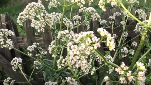 Первые всходы валерианы на рассаду