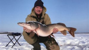 Трофейная щука на жерлицу! Окунь, щука, ондатра, лещ. Подводная съемка