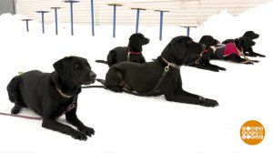 Щенячий отряд готовится в спасатели. Доброе утро. Фрагмент выпуска от 19.03.2026
