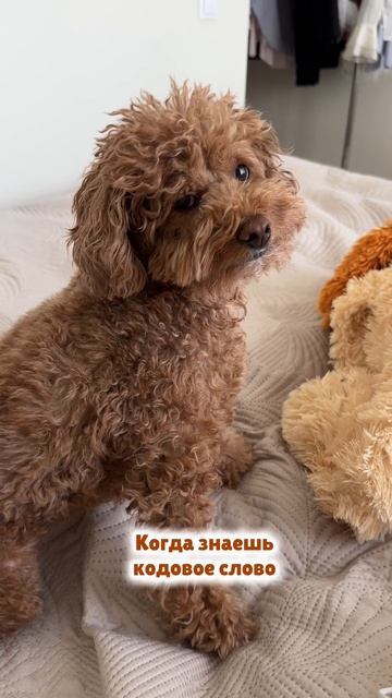 Когда знаешь кодовое слово 😂🐾🍗