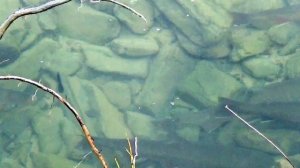 Рыба моя, Голец, Палия, Горбуша