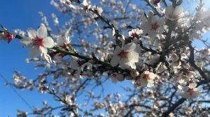 ✨АЛИСОТЕРАПИЯ✨ ✅https://dalink.to/alice_noire