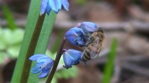 Пчелы и перелеска сибирская