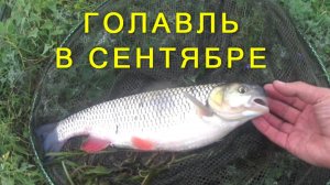 Голавль в сентябре