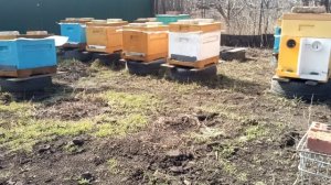 Обязательно дать корм и дело пойдет.