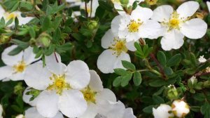 ВОДОЛЕИ 💎⭐✨ Ваш АПРЕЛЬ 2026 года. 🌺 Таро-прогноз.