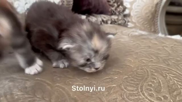 Котята Мони и Нюры