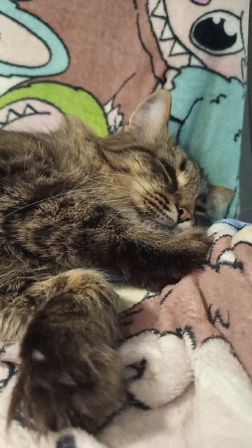 Тимка #котики #домашнийвайбик #котоцарство #милота #няшныйкотик