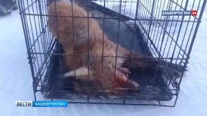 Под Уфой лиса напала на дворовую собаку и погибла