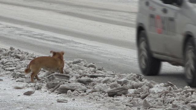 И снова о братьях наших меньших. Сузунский МО.
