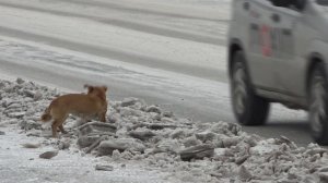 И снова о братьях наших меньших. Сузунский МО.