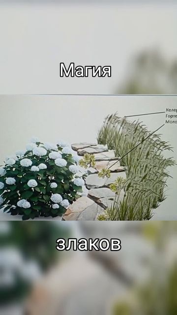 Магия злаков