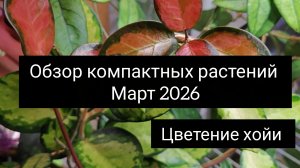 обзор комнатных растений. март 2026