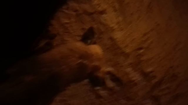 Нападения собак 5 #новость