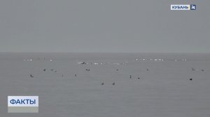 Мертвых птиц обнаружили на пляже в Сириусе