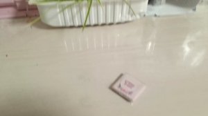 Вечерний влог с котами, идем в магазин с Элей. что произошло дома с котами пока я была в магазине!??