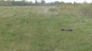 Бретон Рой натаска