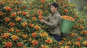 Собрал урожай дикого унаби. Огромная корзина красных фруктов Оживленная торговля на рынке. Вьетнам