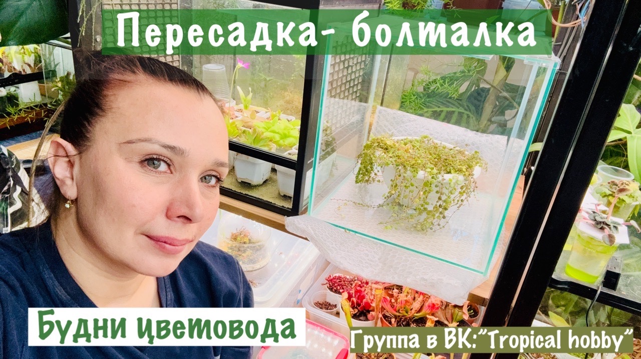 Будни цветовода. Пересадка растений🪴. Меня хотели ограбить🤨