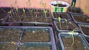 19.03.26г. Моя рассада