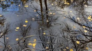 Сергей Серафимов - И снова дождь....