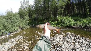 Ловим Хариуса. Таёжная Мелкая Речка. Лучшие Моменты. Рыбалка в Тайге Смотреть Лучшие видео о Рыбалке