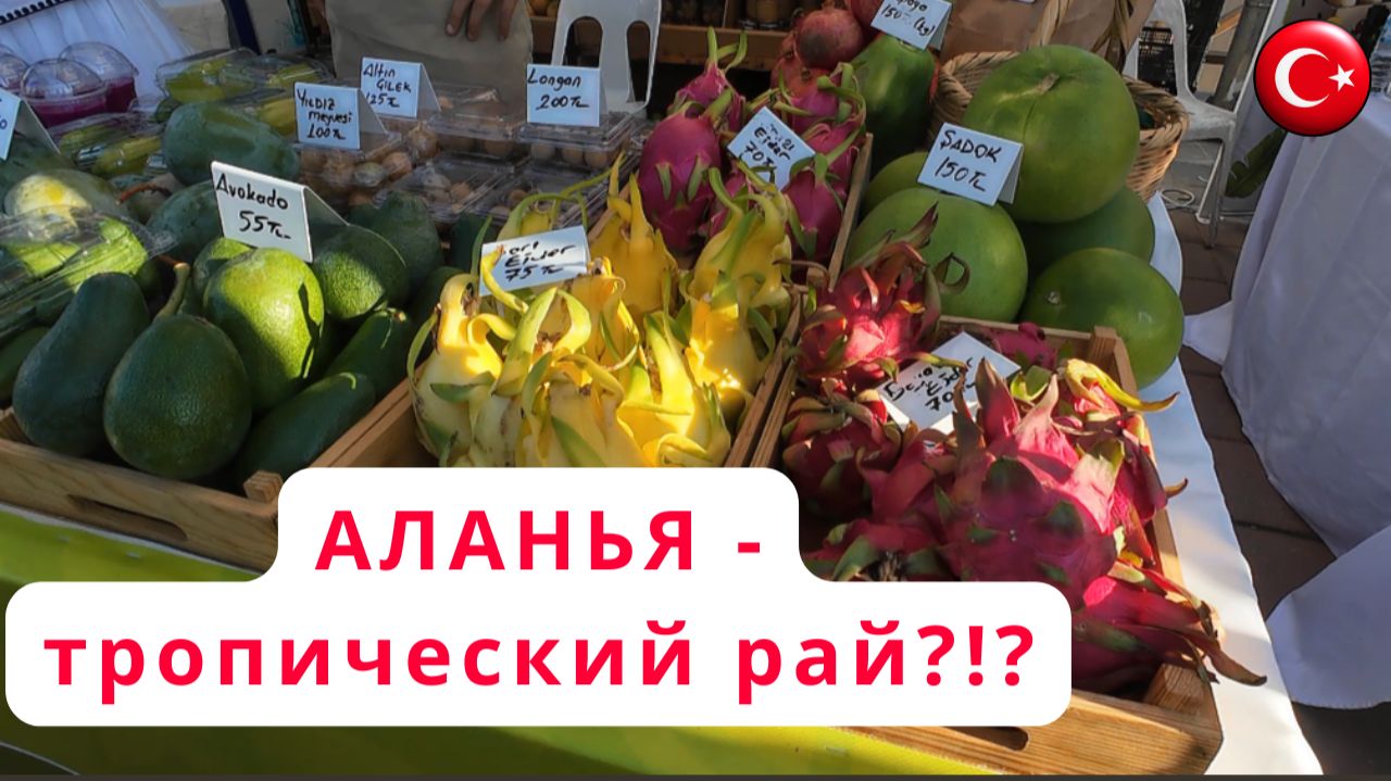Экзотический рай в Аланьи/Фестиваль тропических фруктов/Прогулка в порту Аланьи