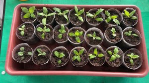 Пикирую цветы и томаты от посева 1 марта.