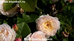 Розы - беспроблемные, эффектные сорта! Роза Джеймс Эл Остин, Эмили Бронте, Бенджамин Бриттен