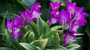 Уход  за орхидеей  дендробиум Kindianum. Спустя год после получения посылки.