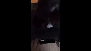 НАШ КОТ ТРЕХЛАПИК БАРСИК помогает по огороду)