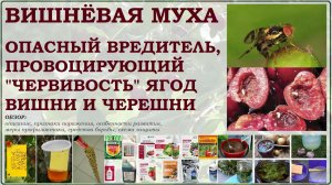 Вишневая муха – вредитель, провоцирующий червивость черешни и вишни. Описание, борьба, инсектициды