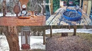 #онлайн_кормушка_для_птиц. 19 марта 2026 года. г. Калуга