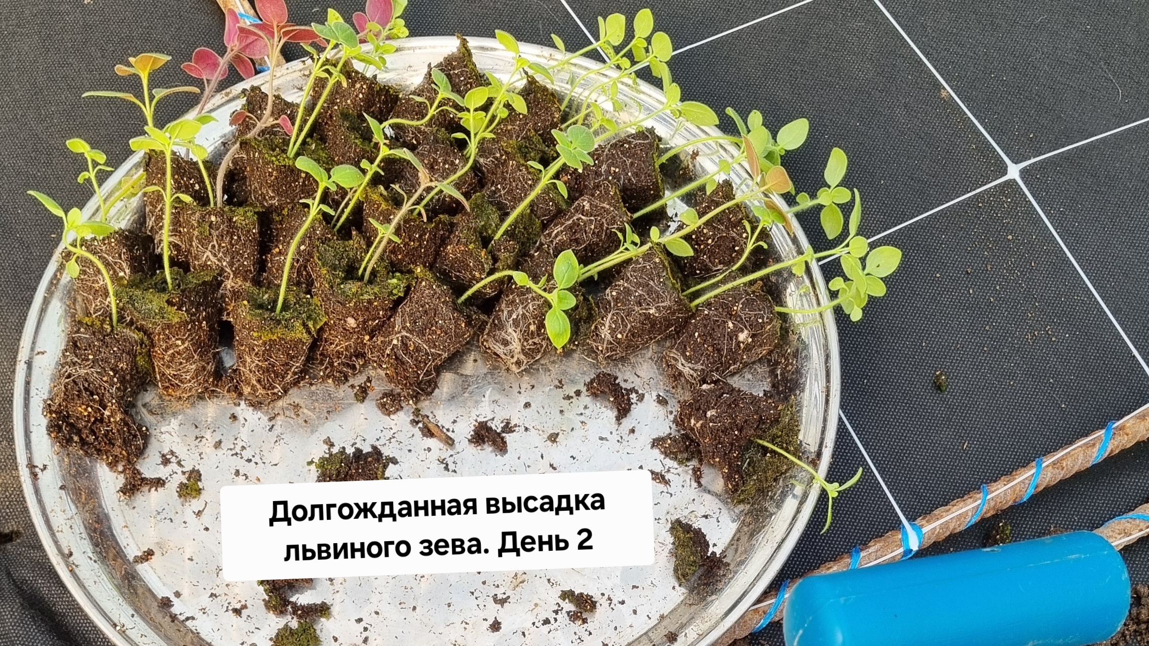 Высадка львиного зева. День 2