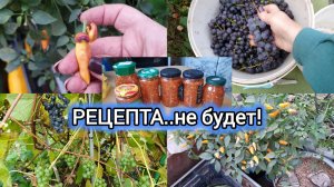 16.10.2024 ВИНОГРАД-сколько собрала_🍇РОГАТЫЙ ПЕРЕЦ!!!🌶Вайлдберртс-что купила!_🩲🤭