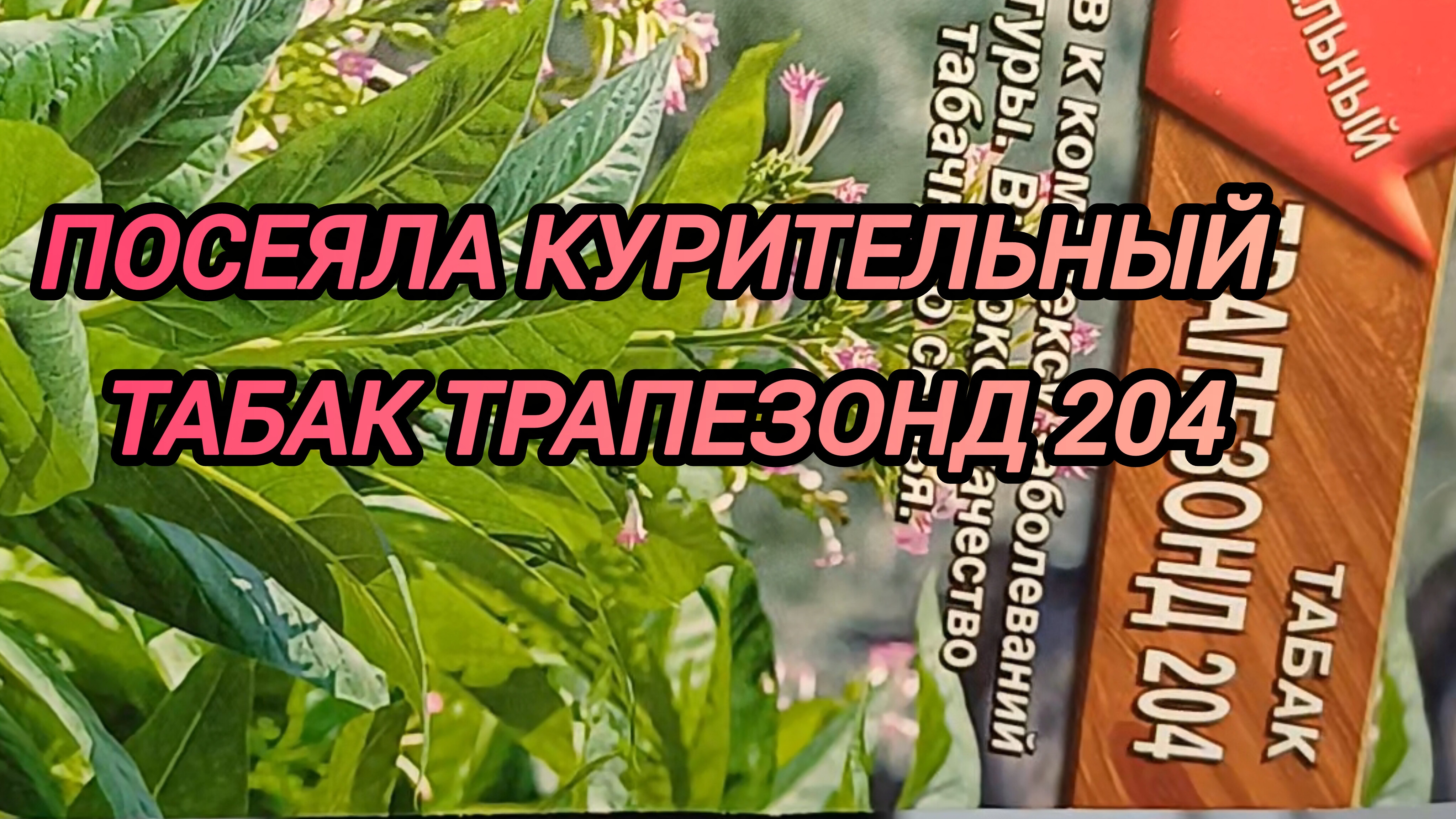 ПОСЕЯЛА КУРИТЕЛЬНЫЙ ТАБАК ТРАПЕЗОНД 204