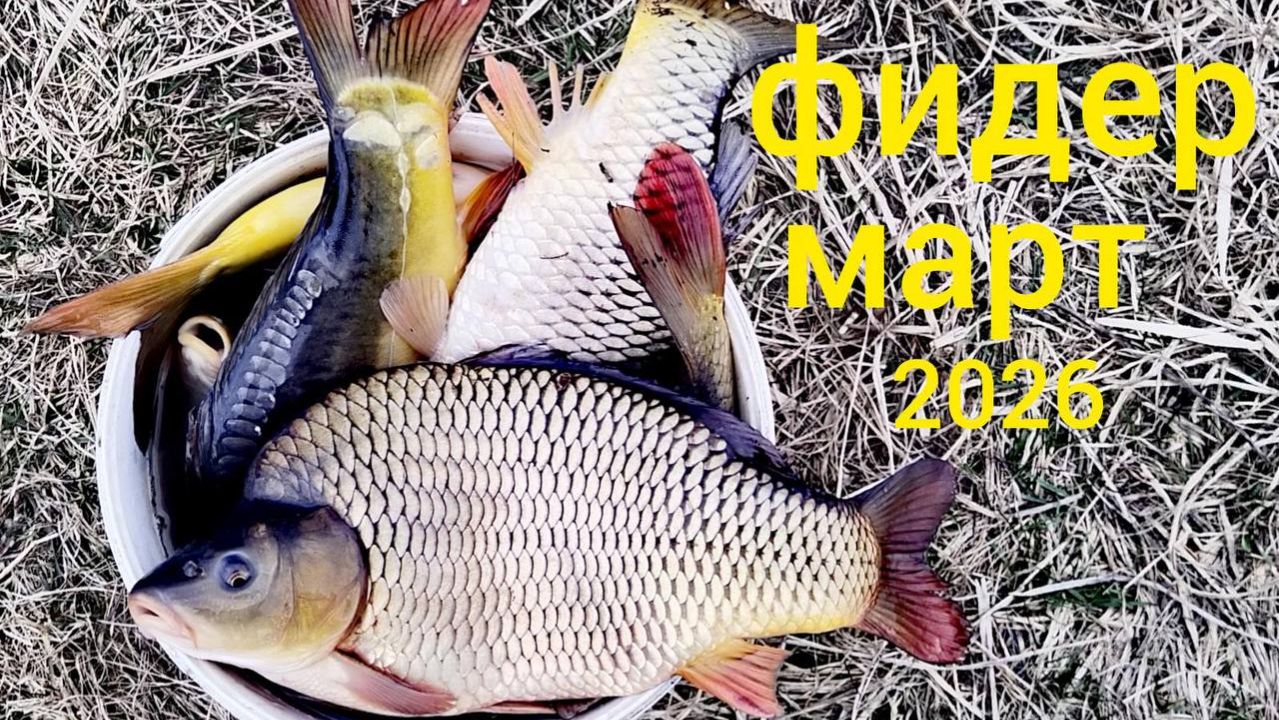 ФИДЕР. Первые САЗАНЫ и КАРПЫ. Отдам удочки. #рыбалка #фидер #сазан #карп #рыбалканаозере