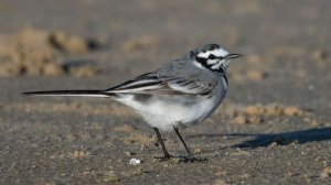 Белая трясогузка и её жёлтые родственницы - Птицы России - Фильм 56